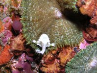 Histiophryne cryptacanthus (Cryptic Frogfish, Rodless frogfish - Verborgener Anglerfisch)