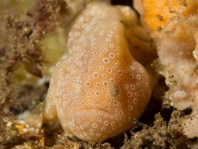 Histiophryne sp2 (<em>Histiophryne cf cryptacanthus</em> )