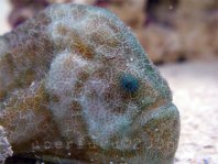 Histiophryne sp1 (honeycomb frogfish  - Wabenmuster Anglerfisch)