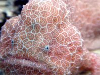 Histiophryne sp1 (honeycomb frogfish  - Wabenmuster Anglerfisch)