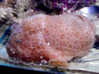 Histiophryne sp1 (honeycomb frogfish  - Wabenmuster Anglerfisch)