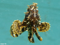 Sargasso frogfish - <em>Histrio histrio</em> - Sargassum Anglerfisch