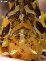 Sargasso frogfish - <em>Histrio histrio</em> - Sargassum Anglerfisch