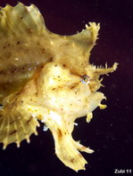 Sargasso frogfish - <em>Histrio histrio</em> - Sargassum Anglerfisch