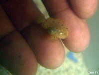 Sargasso frogfish - <em>Histrio histrio</em> - Sargassum Anglerfisch