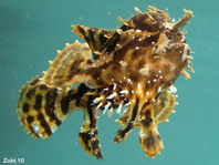 Sargasso frogfish - <em>Histrio histrio</em> - Sargassum Anglerfisch