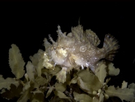 Sargasso frogfish - <em>Histrio histrio</em> - Sargassum Anglerfisch