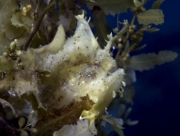 Sargasso frogfish - <em>Histrio histrio</em> - Sargassum Anglerfisch