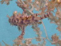 Sargasso frogfish - <em>Histrio histrio</em> - Sargassum Anglerfisch