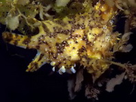 Sargasso frogfish - <em>Histrio histrio</em> - Sargassum Anglerfisch