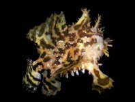 Sargasso frogfish - <em>Histrio histrio</em> - Sargassum Anglerfisch