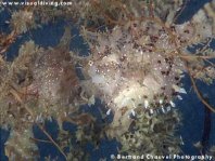 Sargassum hengelaarsvis (Histrio histrio ) (Bertrand Chauvel)