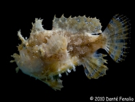 Sargasso frogfish - <em>Histrio histrio</em> - Sargassum Anglerfisch