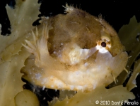 Sargasso frogfish - <em>Histrio histrio</em> - Sargassum Anglerfisch