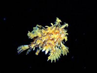 Sargasso frogfish - <em>Histrio histrio</em> - Sargassum Anglerfisch