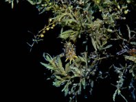 Sargasso frogfish - <em>Histrio histrio</em> - Sargassum Anglerfisch