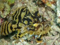 Sargasso frogfish - <em>Histrio histrio</em> - Sargassum Anglerfisch