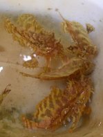 Sargasso frogfish - <em>Histrio histrio</em> - Sargassum Anglerfisch