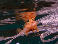 Sargasso frogfish - <em>Histrio histrio</em> - Sargassum Anglerfisch