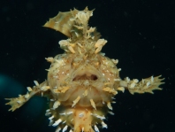 Sargasso frogfish - <em>Histrio histrio</em> - Sargassum Anglerfisch