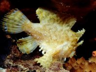 Sargasso frogfish - <em>Histrio histrio</em> - Sargassum Anglerfisch