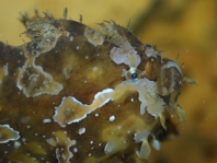 Sargasso frogfish - <em>Histrio histrio</em> - Sargassum Anglerfisch