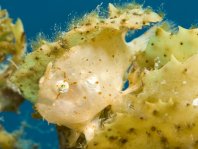 Sargasso frogfish - Histrio histrio - Sargassum Anglerfisch