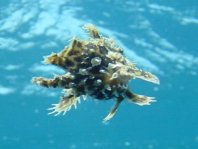 Sargasso frogfish - <em>Histrio histrio</em> - Sargassum Anglerfisch