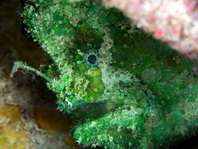 Lophiocharon lithinostomus (Marble-Mouthed Frogfish - Marmor-Maul Anglerfisch)