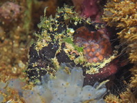 Lophiocharon lithinostomus (Marble-Mouthed Frogfish - Marmor-Maul Anglerfisch)