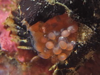 Lophiocharon lithinostomus (Marble-Mouthed Frogfish - Marmor-Maul Anglerfisch)