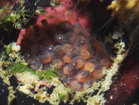 Lophiocharon lithinostomus (Marble-Mouthed Frogfish - Marmor-Maul Anglerfisch)