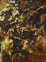 Lophiocharon lithinostomus (Marble-Mouthed Frogfish - Marmor-Maul Anglerfisch)