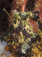 Lophiocharon lithinostomus (Marble-Mouthed Frogfish - Marmor-Maul Anglerfisch)