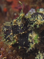 Lophiocharon lithinostomus (Marble-Mouthed Frogfish - Marmor-Maul Anglerfisch)