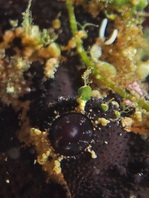 Lophiocharon lithinostomus (Marble-Mouthed Frogfish - Marmor-Maul Anglerfisch)