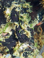 Lophiocharon lithinostomus (Marble-Mouthed Frogfish - Marmor-Maul Anglerfisch)