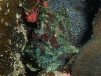 Lophiocharon lithinostomus (Marble-Mouthed Frogfish - Marmor-Maul Anglerfisch)