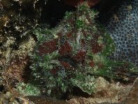 Lophiocharon lithinostomus (Marble-Mouthed Frogfish - Marmor-Maul Anglerfisch)