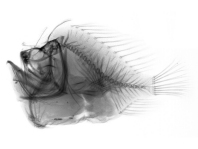 Lophiocharon lithinostomus (Marble-Mouthed Frogfish - Marmor-Maul Anglerfisch)