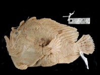 Lophiocharon lithinostomus (Marble-Mouthed Frogfish - Marmor-Maul Anglerfisch)