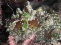 Lophiocharon lithinostomus (Marble-Mouthed Frogfish - Marmor-Maul Anglerfisch)