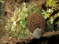 Lophiocharon lithinostomus (Marble-Mouthed Frogfish - Marmor-Maul Anglerfisch)