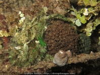 Marble-mouth frogfish - <em>Lophiocharon lithinostomus</em> - Marmor-Maul Anglerfisch