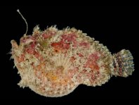 Lophiocharon lithinostomus (Marble-Mouthed Frogfish - Marmor-Maul Anglerfisch)