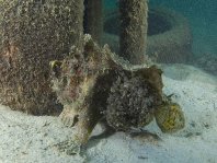Marble-mouth frogfish - <em>Lophiocharon lithinostomus</em> - Marmor-Maul Anglerfisch