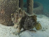 Lophiocharon lithinostomus (Marble-Mouthed Frogfish - Marmor-Maul Anglerfisch)