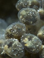 Marble-mouth frogfish - <em>Lophiocharon lithinostomus</em> - Marmor-Maul Anglerfisch