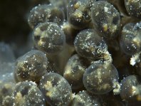 eieren van de Lophiocharon lithinostomus 