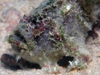 Lophiocharon lithinostomus (Marble-Mouthed Frogfish - Marmor-Maul Anglerfisch)